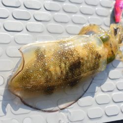 Fisherman Dreams DI 釣果