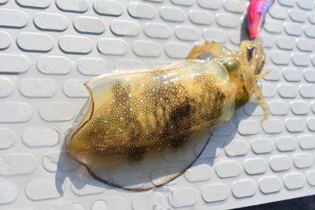 Fisherman Dreams DI 釣果