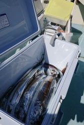 KONAYAーMARU(こなや丸) 釣果