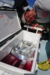 KONAYAーMARU(こなや丸) 釣果