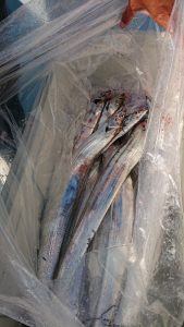 ＫＯＮＡＹＡｰＭＡＲＵ（こなや丸） 釣果