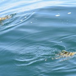 Fisherman Dreams DI 釣果