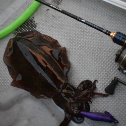 Fisherman Dreams DI 釣果