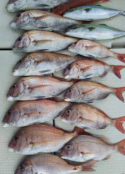 釣り舟 海竜 釣果