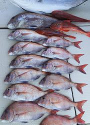 釣り舟 海竜 釣果