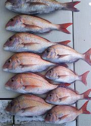 釣り舟　海竜 釣果