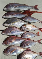 釣り舟　海竜 釣果