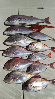 釣り舟　海竜 釣果