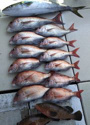 釣り舟 海竜 釣果