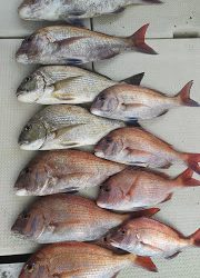 釣り舟 海竜 釣果