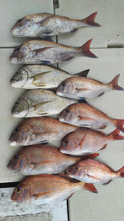 釣り舟　海竜 釣果