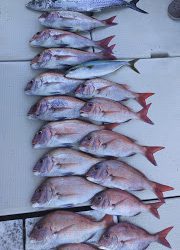 釣り舟　海竜 釣果