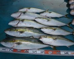 アジアマリンサービス 釣果