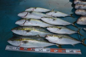 アジアマリンサービス 釣果