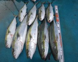 アジアマリンサービス 釣果