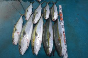 アジアマリンサービス 釣果