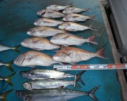 アジアマリンサービス 釣果