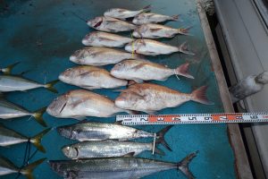 アジアマリンサービス 釣果