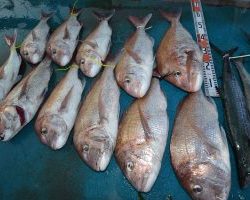 アジアマリンサービス 釣果