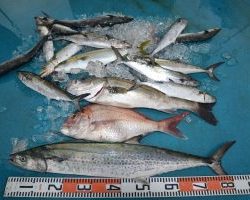 アジアマリンサービス 釣果