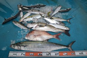 アジアマリンサービス 釣果