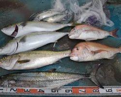 アジアマリンサービス 釣果