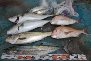 アジアマリンサービス 釣果