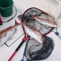 フィッシングボートACE(エース) 釣果