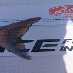 フィッシングボートACE(エース) 釣果