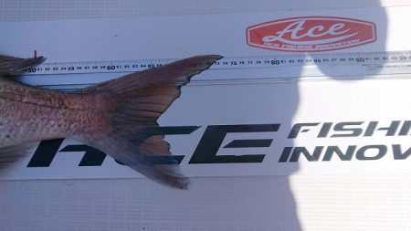 フィッシングボートACE(エース) 釣果