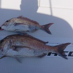 フィッシングボートACE(エース) 釣果