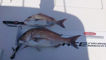 フィッシングボートACE(エース) 釣果