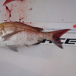 フィッシングボートACE(エース) 釣果