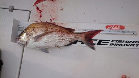 フィッシングボートACE(エース) 釣果