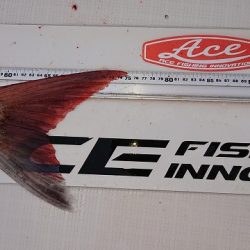 フィッシングボートACE(エース) 釣果