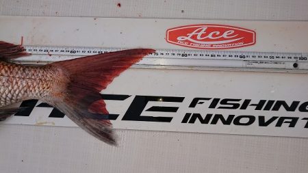 フィッシングボートACE(エース) 釣果