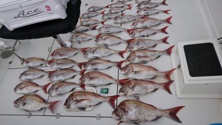 フィッシングボートACE（エース） 釣果