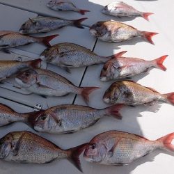 フィッシングボートACE(エース) 釣果