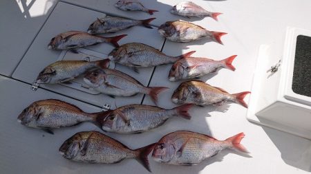 フィッシングボートACE（エース） 釣果