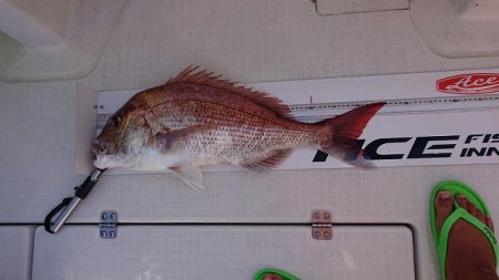 フィッシングボートACE（エース） 釣果