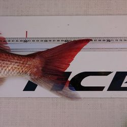 フィッシングボートACE（エース） 釣果