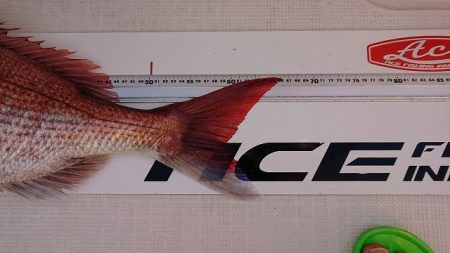 フィッシングボートACE（エース） 釣果