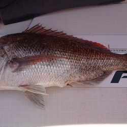 フィッシングボートACE（エース） 釣果