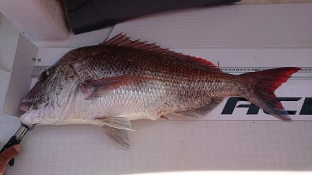 フィッシングボートACE（エース） 釣果