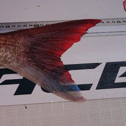 フィッシングボートACE（エース） 釣果