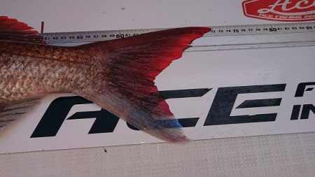 フィッシングボートACE（エース） 釣果