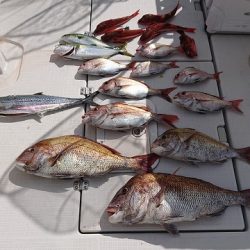 フィッシングボートACE（エース） 釣果