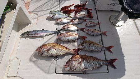 フィッシングボートACE（エース） 釣果