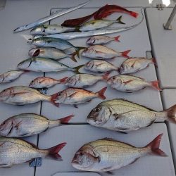 フィッシングボートACE(エース) 釣果