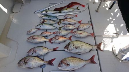 フィッシングボートACE（エース） 釣果